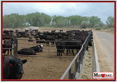 feedlot